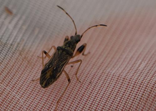 Réf. 335 150 : Paraparomius leptopoides